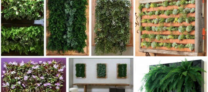 destaqueplantas