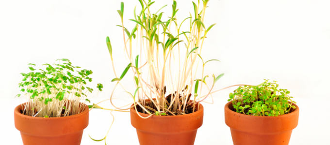 Horta