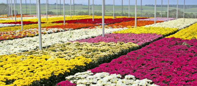 Blog_Primavera