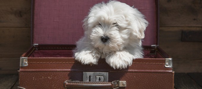 Blog_ViagemPets
