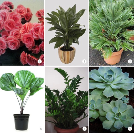 Plantas dentro de casa - Folhagens e flores (Pt. 1)