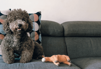 Cachorro para apartamento pequeno: 15 raças perfeitas para o seu apê