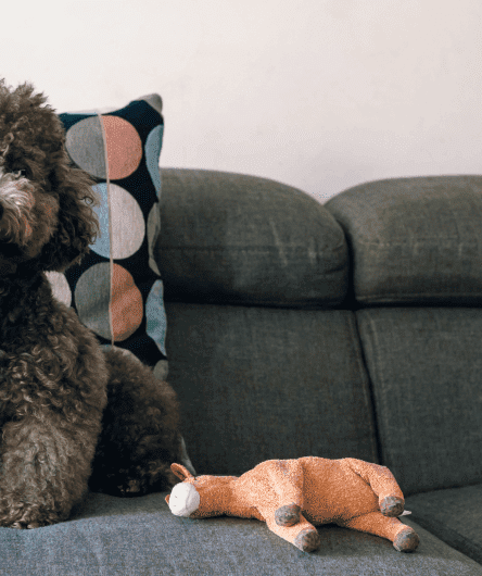 Cachorro para apartamento pequeno: 15 raças perfeitas para o seu apê