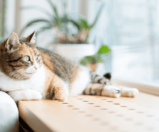 Gato em apartamento: cuidados e precauções com o seu bichano