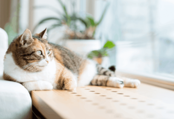 Gato em apartamento: cuidados e precauções com o seu bichano