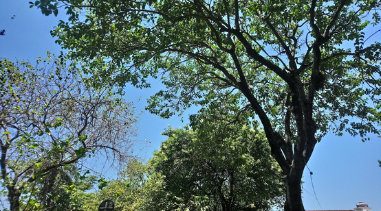 Parque Ecológico Professora Lydia Natalízio Diogo